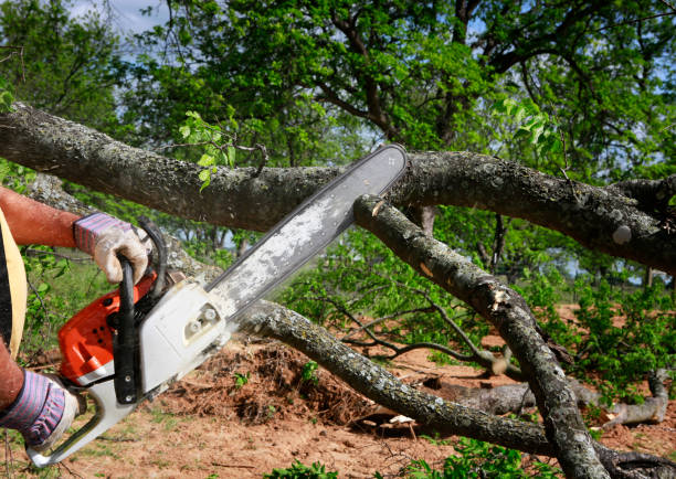 Tree Root Removal in Bristol, FL